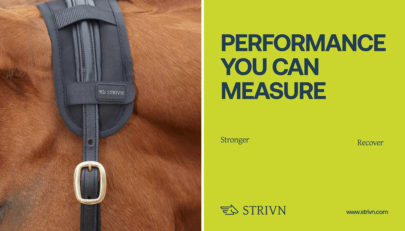 STRIVN equine health tech branding by Jakaria Mahmud, board 13